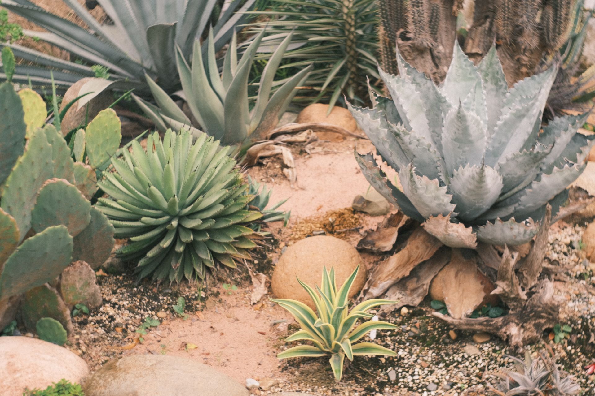 Xeriscape desert landscaping with agave and prickly pear in Tucson