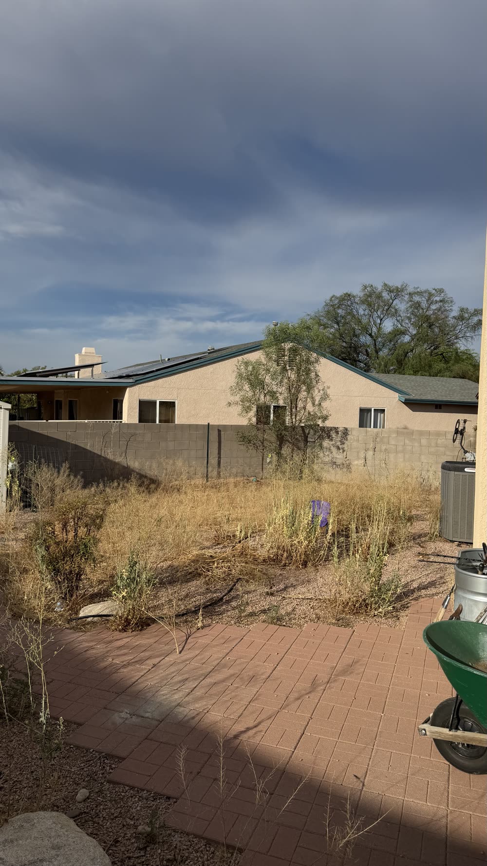 Overgrown Tucson backyard before an Ultra Men yard transformation